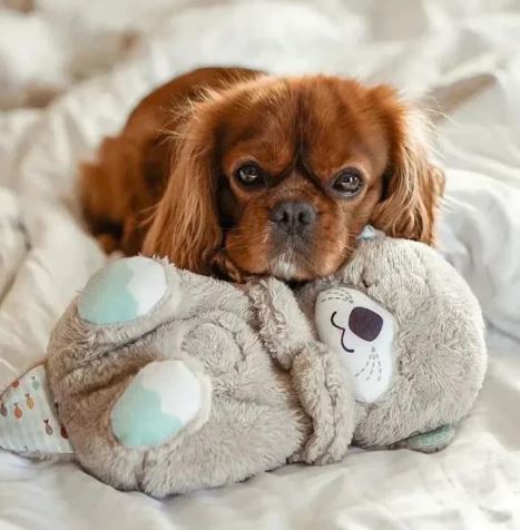 The Calming Buddy™ | Brengt stressvolle viervoeters tot rust